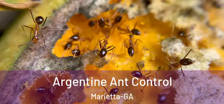  Argentine Ant Control Marietta-GA