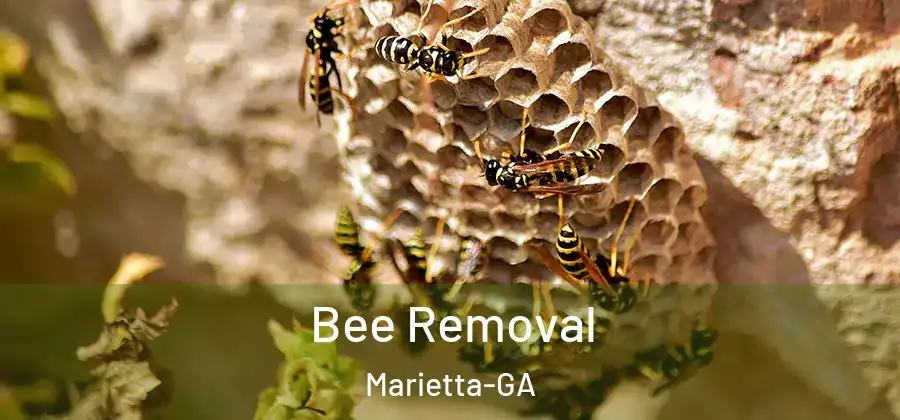  Bee Removal Marietta-GA