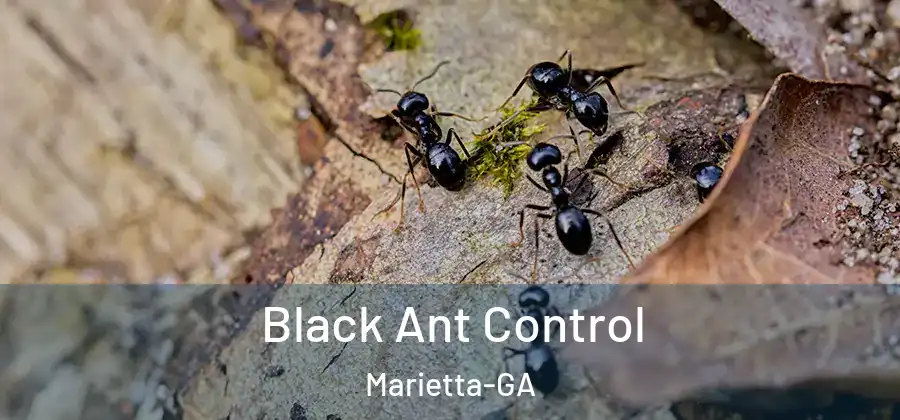  Black Ant Control Marietta-GA