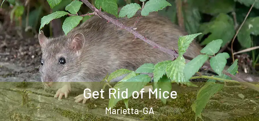 Get Rid of Mice Marietta-GA