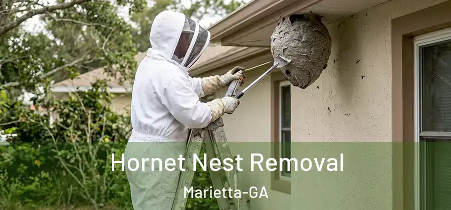 Hornet Nest Removal Marietta-GA