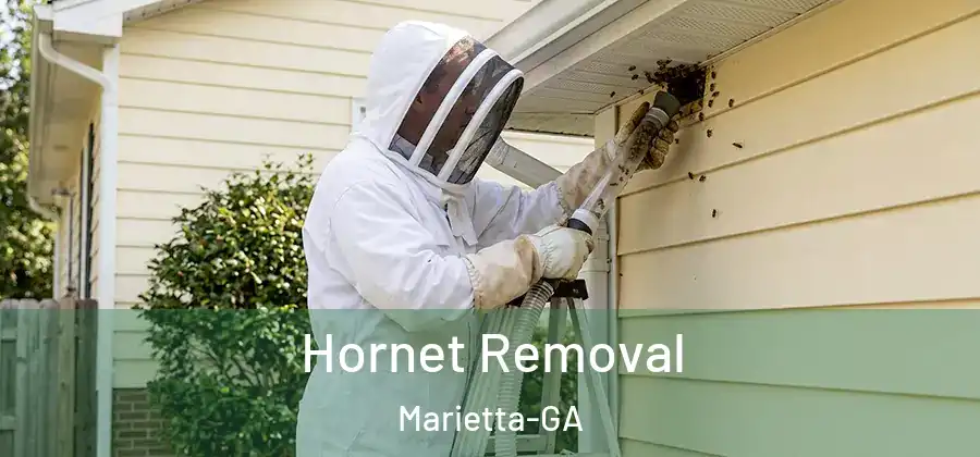 Hornet Removal Marietta-GA