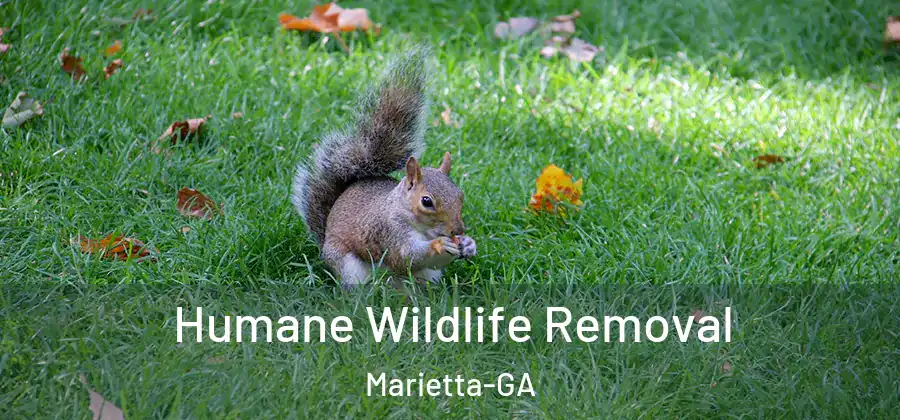  Humane Wildlife Removal Marietta-GA
