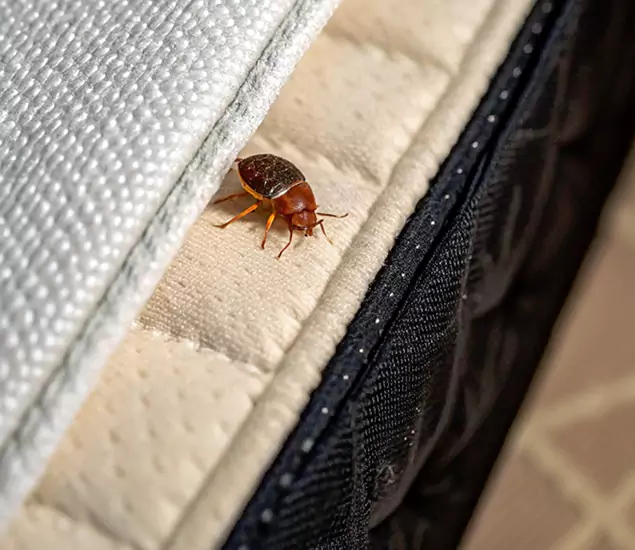Bed Bug Exterminator Experts You Can Trust in Marietta, GA