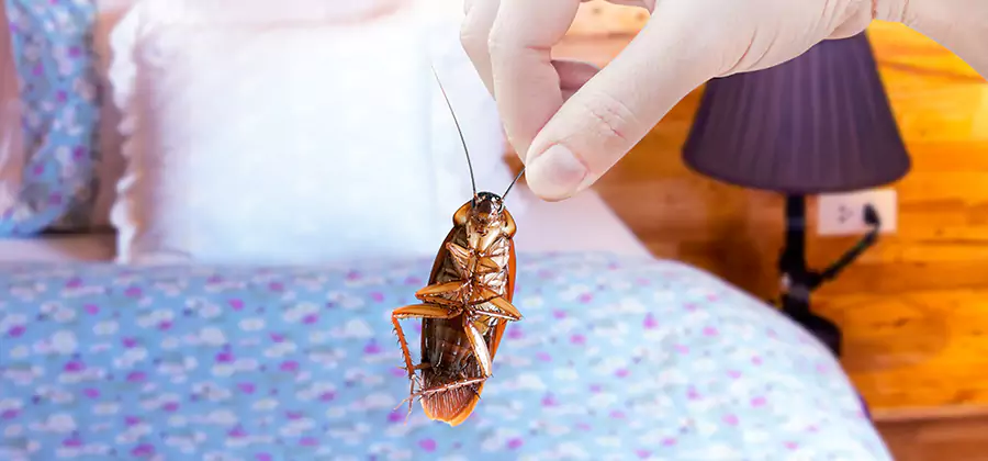 Fast Roach Elimination in Marietta