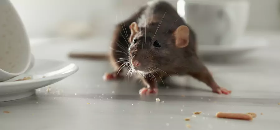 Rodent Feces Removal in Marietta