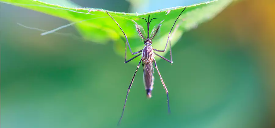 Pest and Mosquito Control for Yard and Patio in Marietta