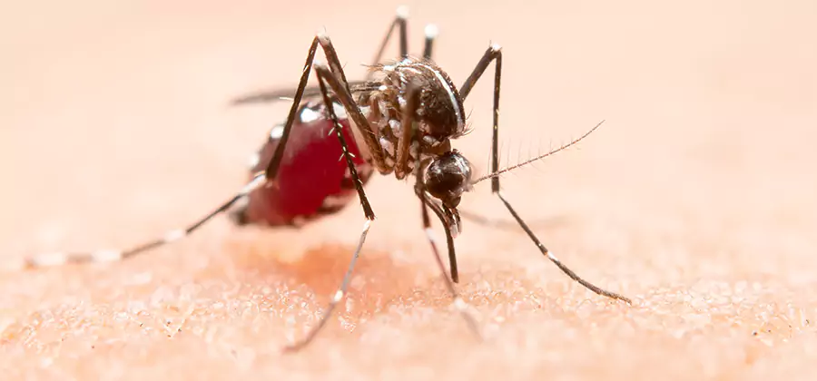 Pond Mosquito Control and Water Treatment in Marietta