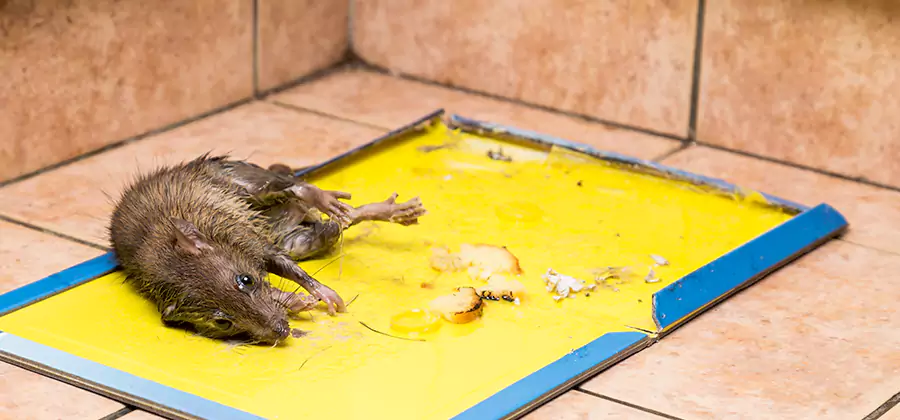 Mouse and Rat Control in Marietta