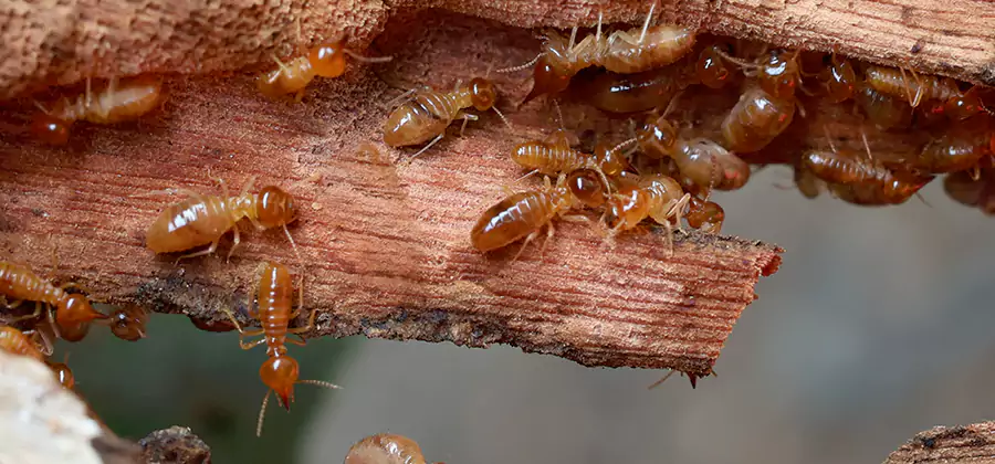 Termite Pest Management in Marietta