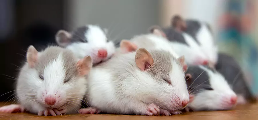 Rat Infestation Exclusion Service in Marietta