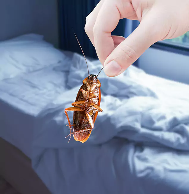 Why Choose Marietta Pest Control Inc for Bed Bug Extermination in Marietta, GA?