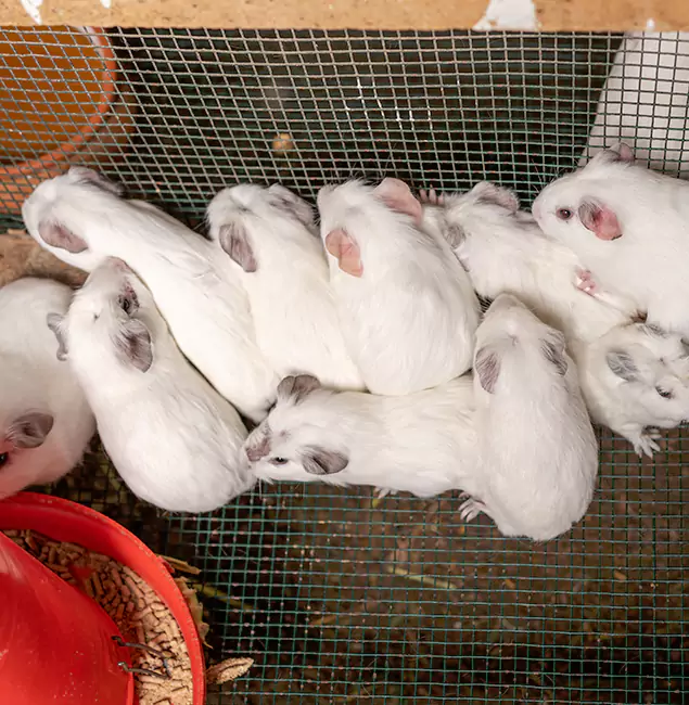 Why Marietta Pest Control Inc Is the Trusted Choice in Marietta, GA?