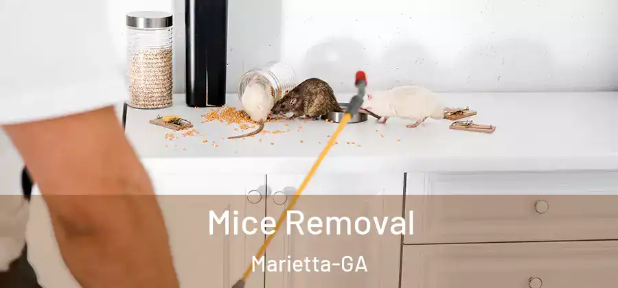  Mice Removal Marietta-GA