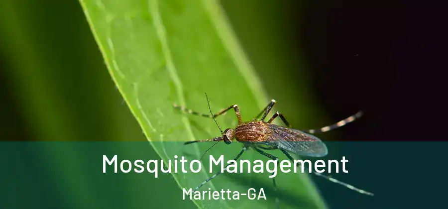  Mosquito Management Marietta-GA