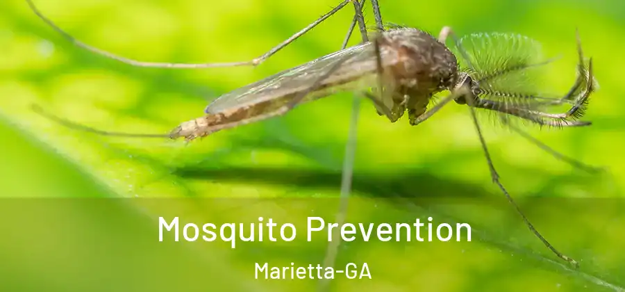  Mosquito Prevention Marietta-GA