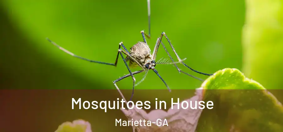 Mosquitoes in House Marietta-GA