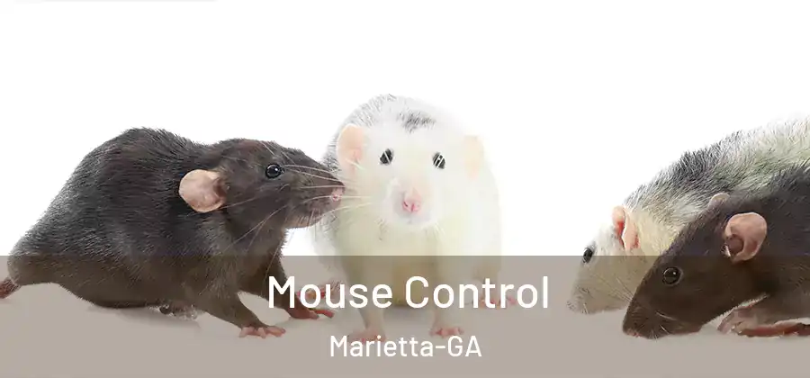 Mouse Control Marietta-GA