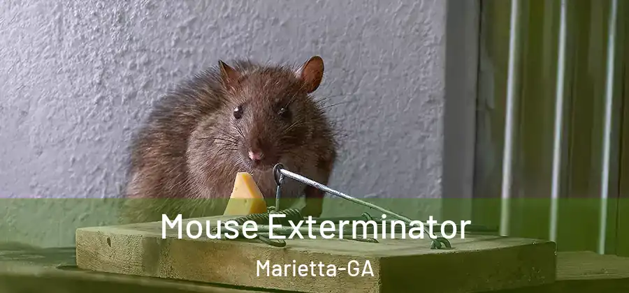 Mouse Exterminator Marietta-GA