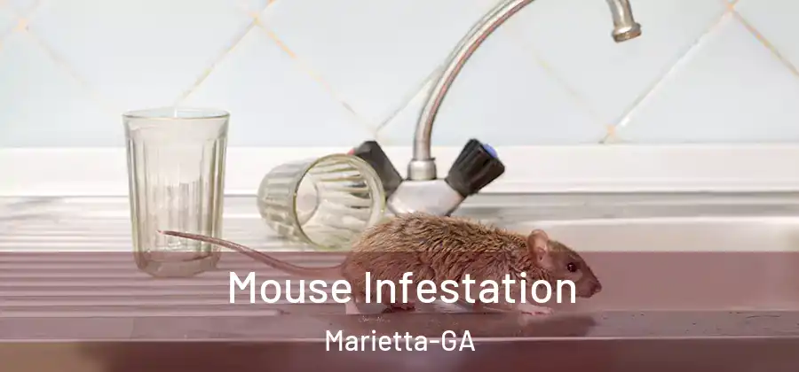  Mouse Infestation Marietta-GA