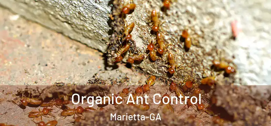  Organic Ant Control Marietta-GA