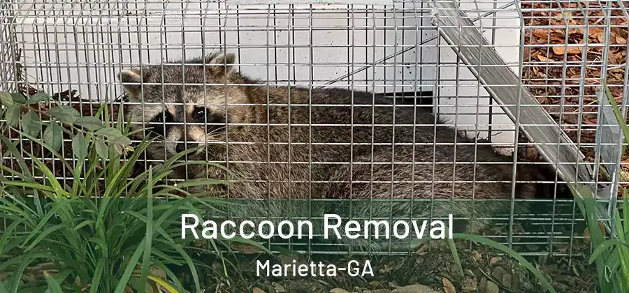 Raccoon Removal Marietta-GA