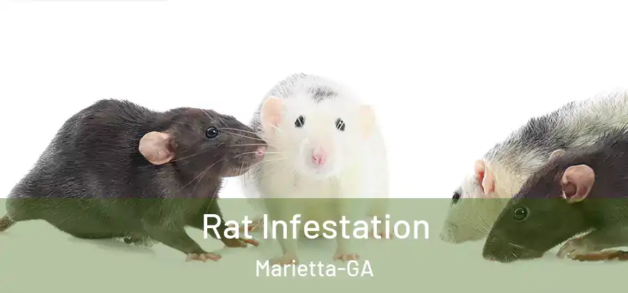 Rat Infestation Marietta-GA