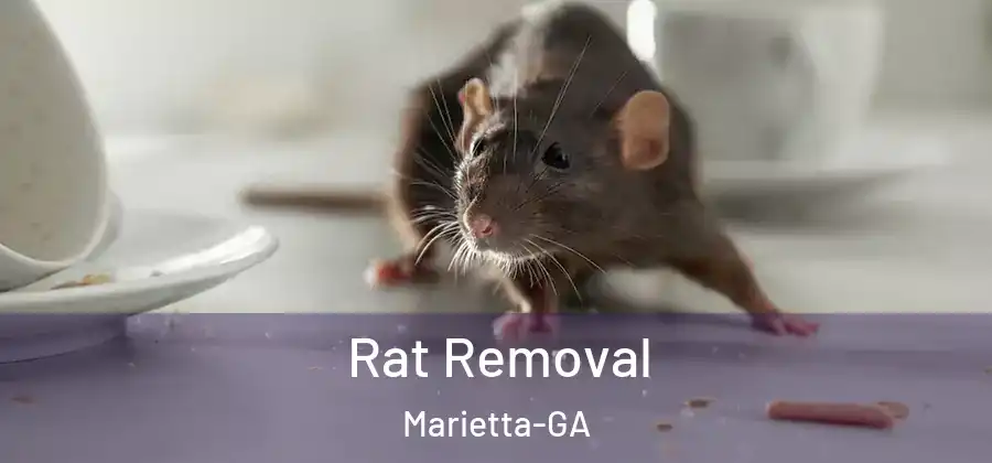 Rat Removal Marietta-GA