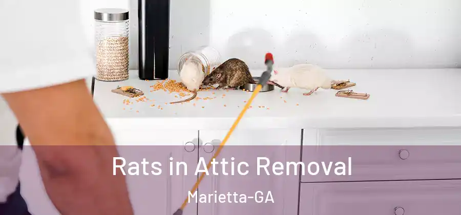  Rats in Attic Removal Marietta-GA