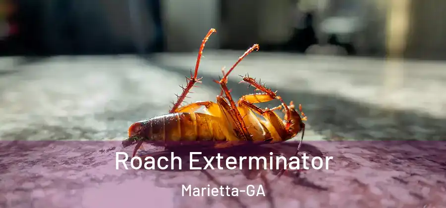 Roach Exterminator Marietta-GA