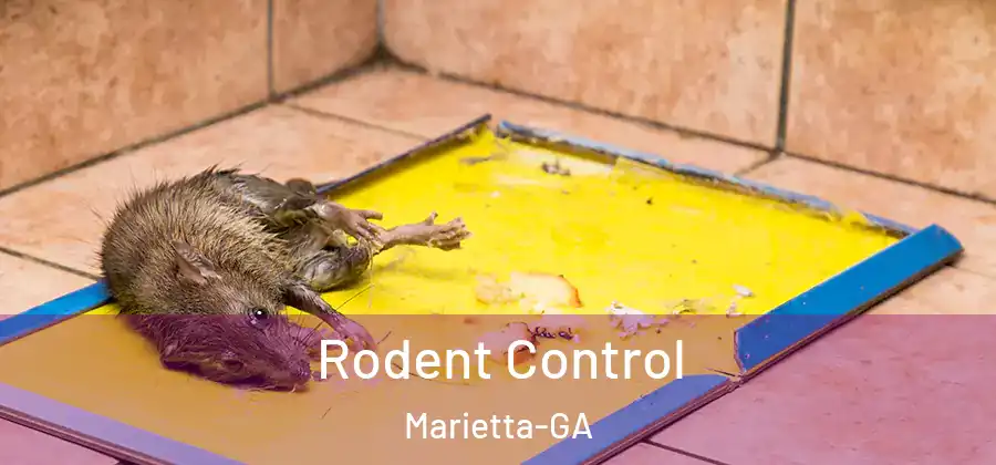  Rodent Control Marietta-GA