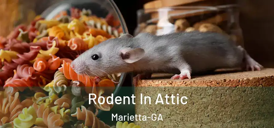 Rodent In Attic Marietta-GA