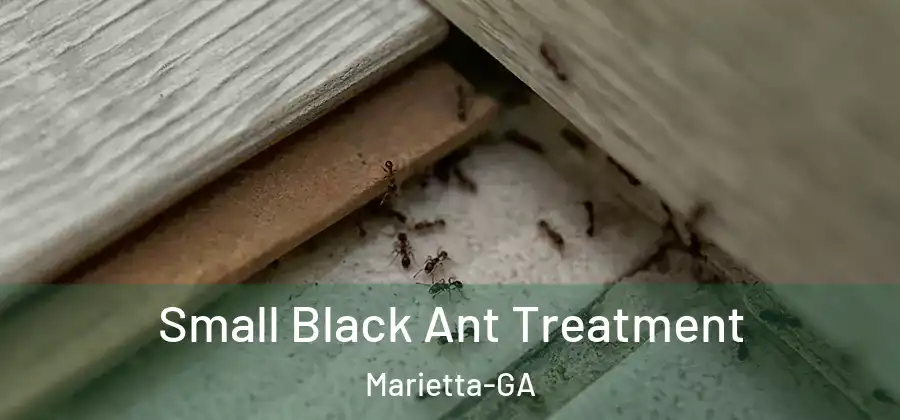 Small Black Ant Treatment Marietta-GA