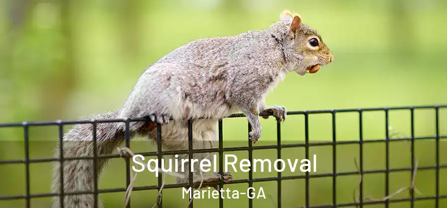 Squirrel Removal Marietta-GA