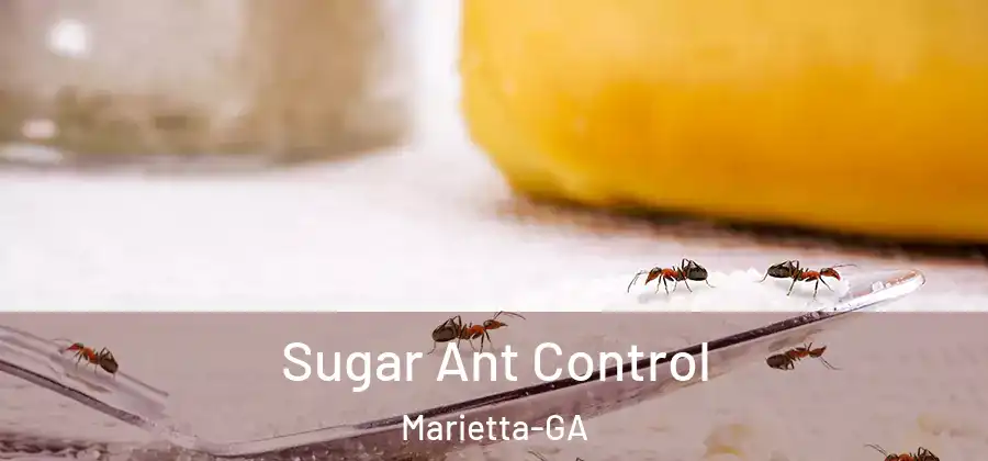  Sugar Ant Control Marietta-GA