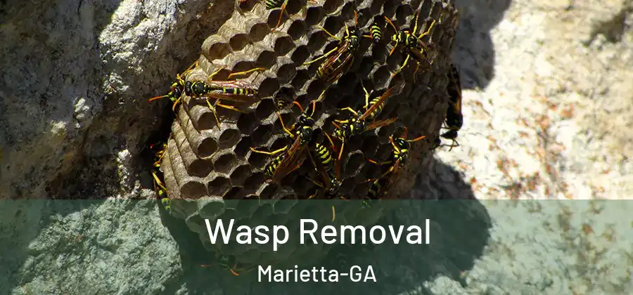 Wasp Removal Marietta-GA