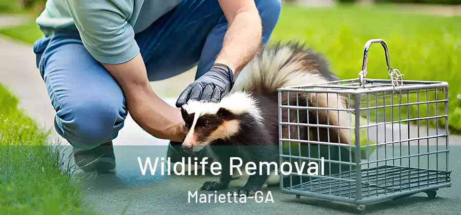  Wildlife Removal Marietta-GA
