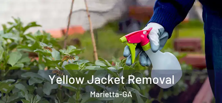  Yellow Jacket Removal Marietta-GA